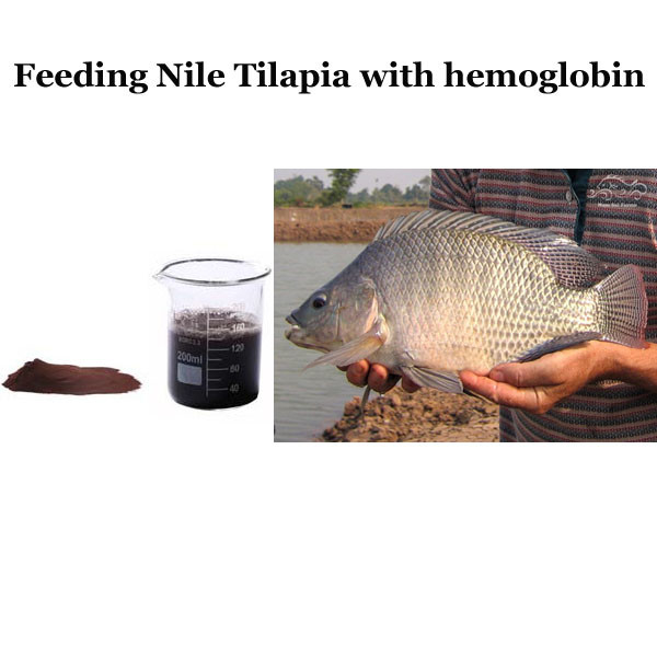 Dietary Animal Protein Source Spray Dried Hemoglobin Powder For Nile Tilapia